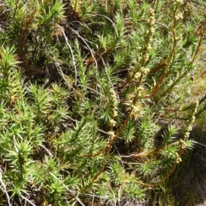 Dracophyllum continentis at Cotter River, ACT - 20 Feb 2021