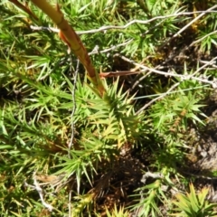 Richea continentis at Cotter River, ACT - 20 Feb 2021