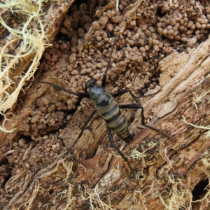 Boreoides subulatus at Cotter River, ACT - 20 Feb 2021