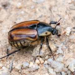 Chondropyga dorsalis (Cowboy beetle) at Tidbinbilla Nature Reserve - 24 Feb 2021 by SWishart