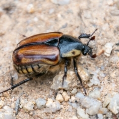 Chondropyga gulosa (Highland cowboy beetle) at Paddys River, ACT - 24 Feb 2021 by SWishart