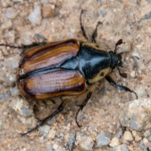 Chondropyga dorsalis at Paddys River, ACT - 24 Feb 2021