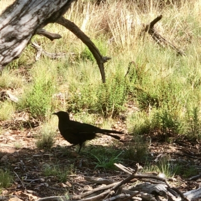 Corcorax melanorhamphos (White-winged Chough) at Bruce, ACT - 15 Feb 2021 by goyenjudy