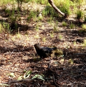 Corcorax melanorhamphos at Bruce, ACT - 15 Feb 2021 10:32 AM