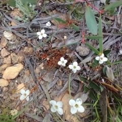 Mitrasacme polymorpha (Varied Mitrewort) at Mongarlowe River - 11 Dec 2020 by MelitaMilner