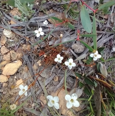 Mitrasacme polymorpha (Varied Mitrewort) at Mongarlowe, NSW - 11 Dec 2020 by MelitaMilner