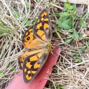 Heteronympha penelope at Paddys River, ACT - 24 Feb 2021 10:20 AM