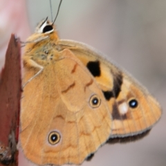 Heteronympha penelope at Paddys River, ACT - 24 Feb 2021