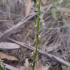 Amperea xiphoclada (Broom Spurge) at Mongarlowe, NSW - 23 Feb 2021 by MelitaMilner