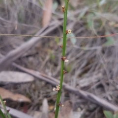 Amperea xiphoclada (Broom Spurge) at QPRC LGA - 23 Feb 2021 by MelitaMilner