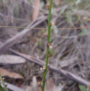 Amperea xiphoclada at Mongarlowe, NSW - 24 Feb 2021