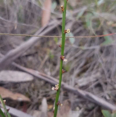 Amperea xiphoclada (Broom Spurge) at Mongarlowe, NSW - 24 Feb 2021 by MelitaMilner