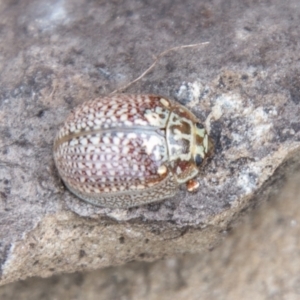 Paropsisterna decolorata at Paddys River, ACT - 24 Feb 2021