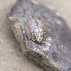 Paropsisterna decolorata at Paddys River, ACT - 24 Feb 2021