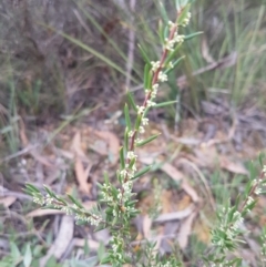 Monotoca scoparia (Broom Heath) at Mongarlowe, NSW - 23 Feb 2021 by MelitaMilner
