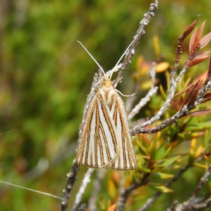 Amelora oritropha at Cotter River, ACT - 20 Feb 2021 12:56 PM