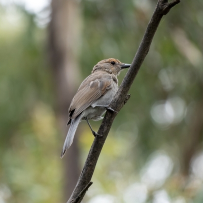 Colluricincla harmonica (Grey Shrikethrush) at Cotter River, ACT - 24 Feb 2021 by trevsci