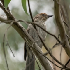 Colluricincla harmonica at Cotter River, ACT - 24 Feb 2021