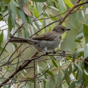 Colluricincla harmonica at Cotter River, ACT - 24 Feb 2021