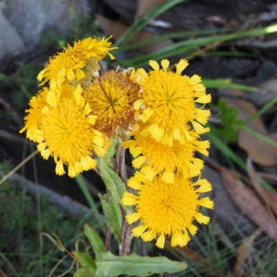 Podolepis robusta (Alpine Podolepis) at Cotter River, ACT - 20 Feb 2021 by MatthewFrawley