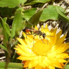 Podalonia tydei (Caterpillar-hunter wasp) at Cotter River, ACT - 20 Feb 2021 by MatthewFrawley