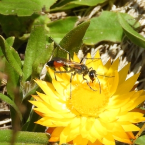 Podalonia tydei at Cotter River, ACT - 20 Feb 2021