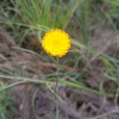 Coronidium sp. at Mongarlowe, NSW - 23 Feb 2021 by MelitaMilner