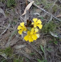 Goodenia bellidifolia subsp. bellidifolia (Daisy Goodenia) at Mongarlowe, NSW - 11 Dec 2020 by MelitaMilner