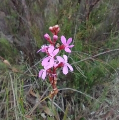 Stylidium sp. (Trigger Plant) at Mongarlowe River - 11 Dec 2020 by MelitaMilner