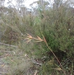 Themeda triandra (Kangaroo Grass) at Mongarlowe, NSW - 11 Dec 2020 by MelitaMilner