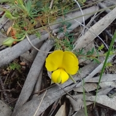 Gompholobium minus (Dwarf Wedge Pea) at Mongarlowe, NSW - 11 Dec 2020 by MelitaMilner