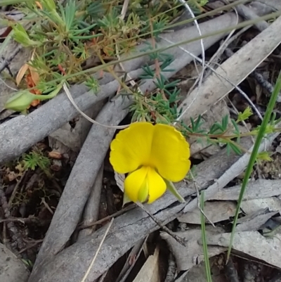 Gompholobium minus (Dwarf Wedge Pea) at Mongarlowe, NSW - 11 Dec 2020 by MelitaMilner