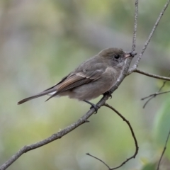Pachycephala pectoralis (Golden Whistler) at Cotter River, ACT - 24 Feb 2021 by trevsci