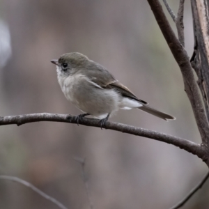 Pachycephala pectoralis at Cotter River, ACT - 24 Feb 2021