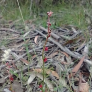 Gonocarpus tetragynus at Budawang, NSW - 11 Dec 2020