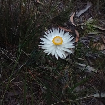 Coronidium waddelliae (Branched Everlasting) at Mongarlowe River - 11 Dec 2020 by MelitaMilner