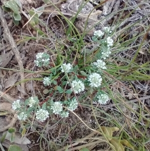 Poranthera microphylla at Mongarlowe, NSW - 11 Dec 2020