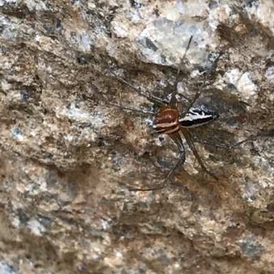 Oxyopes sp. (genus) (Lynx spider) at Namadgi National Park - 25 Feb 2021 by MattFox