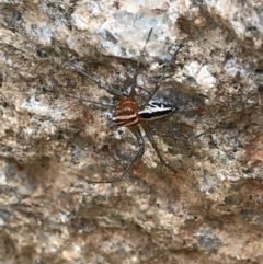 Oxyopes sp. (genus) at Tennent, ACT - 25 Feb 2021 01:44 PM