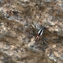 Oxyopes sp. (genus) at Tennent, ACT - 25 Feb 2021 01:44 PM