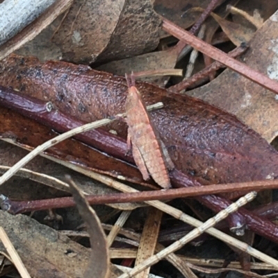 Goniaea opomaloides (Mimetic Gumleaf Grasshopper) at Namadgi National Park - 25 Feb 2021 by Ned_Johnston