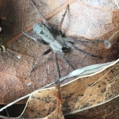 Argoctenus sp. (genus) (Wandering ghost spider) at Paddys River, ACT - 25 Feb 2021 by NedJohnston