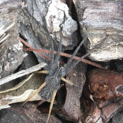 Argoctenus sp. (genus) (Wandering ghost spider) at Namadgi National Park - 25 Feb 2021 by Ned_Johnston
