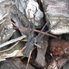 Argoctenus sp. (genus) (Wandering ghost spider) at Paddys River, ACT - 25 Feb 2021 by Ned_Johnston
