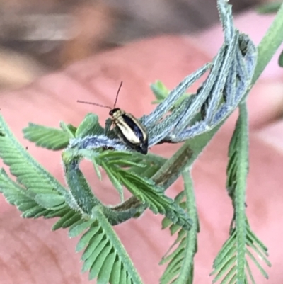 Monolepta froggatti (Leaf beetle) at Bruce Ridge to Gossan Hill - 25 Feb 2021 by MattFox