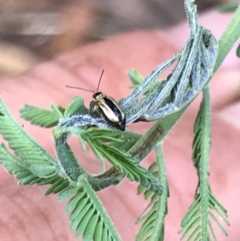 Monolepta froggatti (Leaf beetle) at Bruce, ACT - 25 Feb 2021 by MattFox