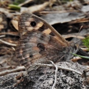 Geitoneura klugii at Farrer, ACT - 25 Feb 2021 02:34 PM