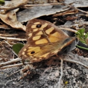 Geitoneura klugii at Farrer, ACT - 25 Feb 2021