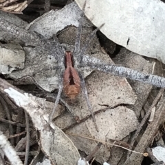 Argoctenus vittatus (Wandering Ghost Spider) at Namadgi National Park - 25 Feb 2021 by MattFox