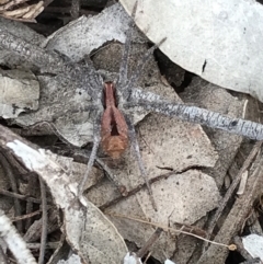 Argoctenus vittatus (Wandering Ghost Spider) at Paddys River, ACT - 25 Feb 2021 by MattFox